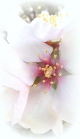Fleur sananda 001