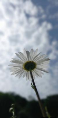 Fleur simple